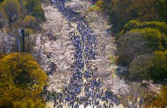 Цвет сакуры