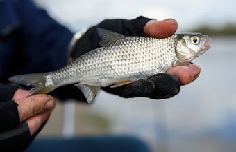 Перестановки в правительстве: Путин отправил в отставку нескольких министров