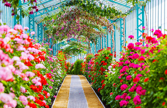 Открытие оранжереи в королевском дворце Лакен в Бельгии