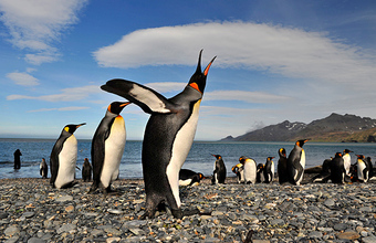 Антарктида: особенности отдыха на шестом континенте