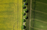 Вид с воздуха на поле желтого рапса в Хемел-Хемпстеде, Великобритания.