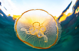 Медуза Аурелия в бухте Дунай в акватории Японского моря. 