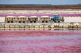 Сбор розовой розовой соли на озере Сасык-Сиваш в Крыму.