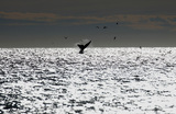 Южный кит в водах Атлантического океана у берегов города Пуэрто-Мадрин в патагонской провинции Чубут, Аргентина.