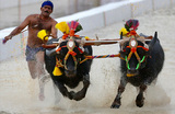 Традиционные гонки с буйволами «Камбала» в Бангалоре. Индия.