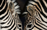 Зебры в Лондонском зоопарке ZSL в Лондоне, Великобритания.