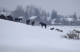 Лошади пасутся в поле под Москвой.