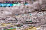  Болид пилота Макса Ферстаппена из Red Bull виднеется через цветущую сакуру. «Формула-1». Гран-при Японии. Квалификационные заезды. Автодром «Судзука». 