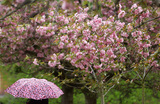 Цветущие сакуры в Гринвич-парке в Лондоне.