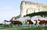 Перегон лошадей у Белой скалы в Крыму.