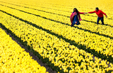 Люди гуляют по полю тюльпанов в Лиссе, Нидерланды.