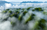 Чайный сад в горах Муэршань в китайской провинции Хубэй.