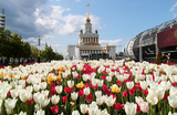 Цветение тюльпанов на территории ВДНХ в Москве, Россия.