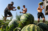 Сбор урожая арбузов в Крыму.