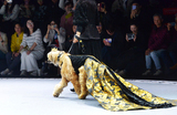 Неделя моды для домашних животных Petjoy Fashion Week в Шанхае, Китай.