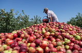  Сбор яблок в Ставропольском крае.