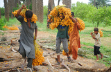 Сбор фиников в пакистанском Хайдарабаде.