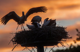 Гнездование аистов на севере Германии.