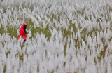 Цветущая трава на поле в Бангладеш.