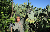 Сбор урожая опунций (род растений семейства Кактусовые) в Тунисе.