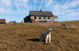 Полярные медведи на заброшенной советской научно-исследовательскую станции ​​на острове Колючин в Чукотском море.