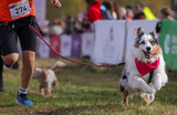 Кросс «Быстрый пес» в парке «Битцевский лес» в Москве.