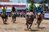 Гонки на буйволах в провинции Чонбури, Тайланд.