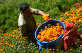 Сбор бархатцев для индуистского фестиваля Тихар в Катманду.