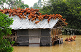 Куры сидят на крыше птичника, спасаясь от поднимающейся воды после того, как тайфун «Утор» обрушился на Маомин.