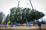 Главную новогоднюю ель, выросшую в лесу Рузского муниципального округа, готовят к отправке в Москву. Столетнее дерево высотой 26 метров украсит Соборную площадь Московского Кремля. 