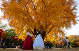 Женщины в традиционных корейских костюмах ханбок фотографируются на фоне желтеющего гинкго во дворце Кёнбоккун в Сеуле.