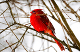 Самец северного кардинала сидит на ветке во время сильного снегопада, вызванного мощным зимним штормом, который принес снег на обширную территорию Соединенных Штатов.