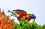 Природа Австралии: попугай радужный лорикет.