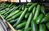 С конца декабря огурцы выросли в цене более чем на 40%