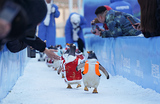  Парад пингвинов в преддверии Праздника весны в Харбинском полярном парке.