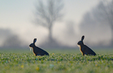Два бурых зайца гуляют по полю в Одербрухе ранним утром.