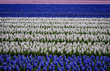 Тюльпаны в Нидерландах.