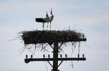  Аисты в Херсонской области.