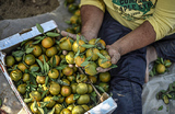 Мировое производство цитрусовых сокращается из-за болезни деревьев