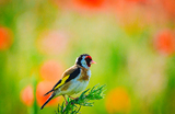 Ярко окрашенный щегол (Carduelis carduelis) сидит посреди летнего луга с полевыми цветами в Германии.