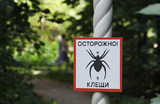 Вторая волна активности клещей началась в российских регионах