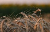 Экстремальная засуха и вооруженные конфликты угрожают мировому рынку пшеницы